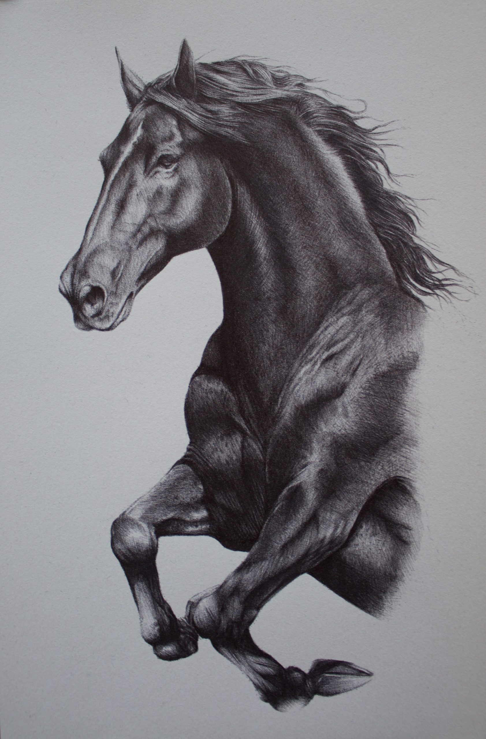 Black Horse