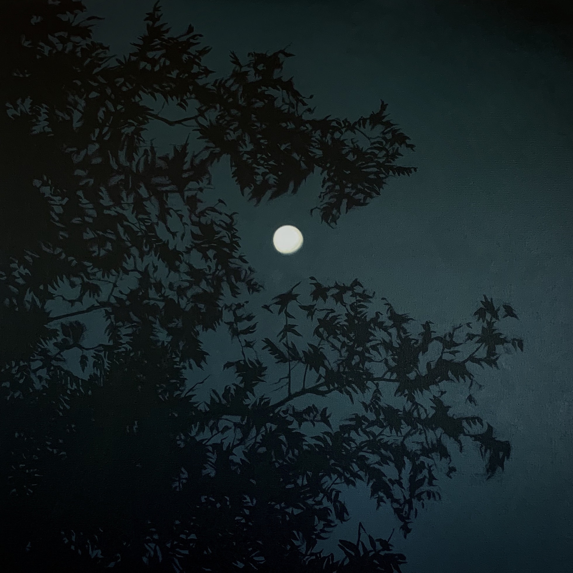 Nightscape (Pecan Trees)