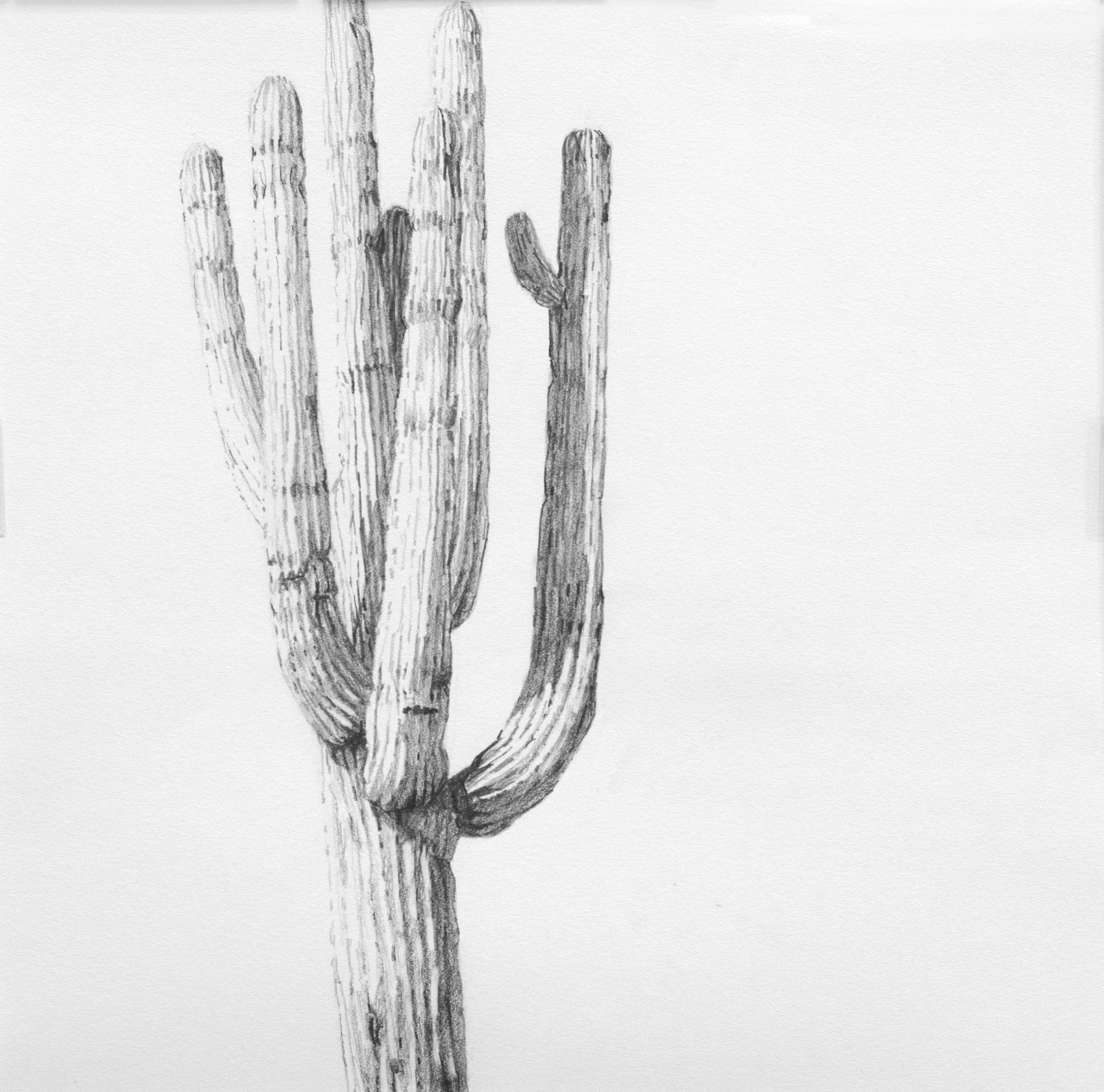 Saguaro II