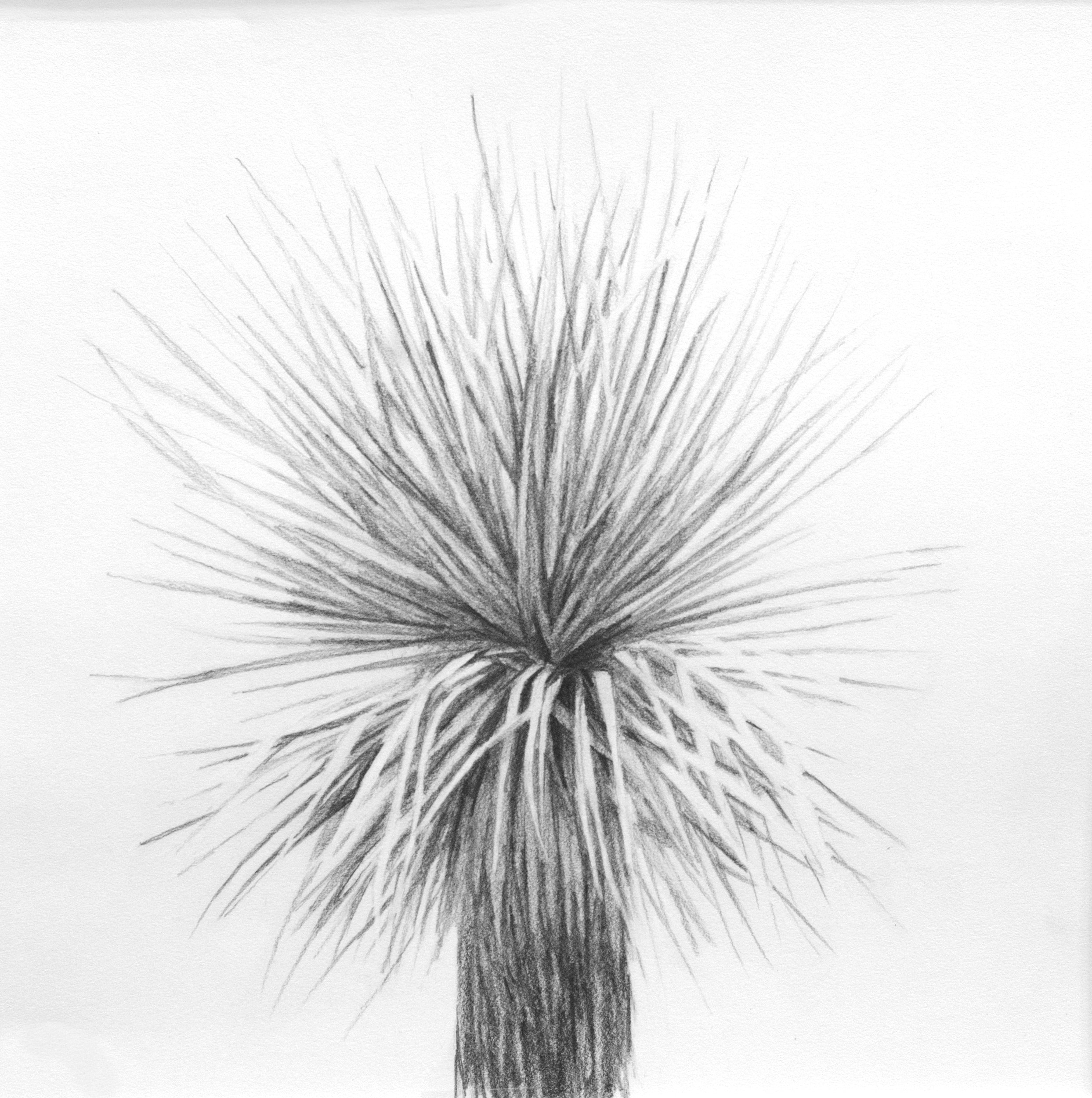 Yucca I