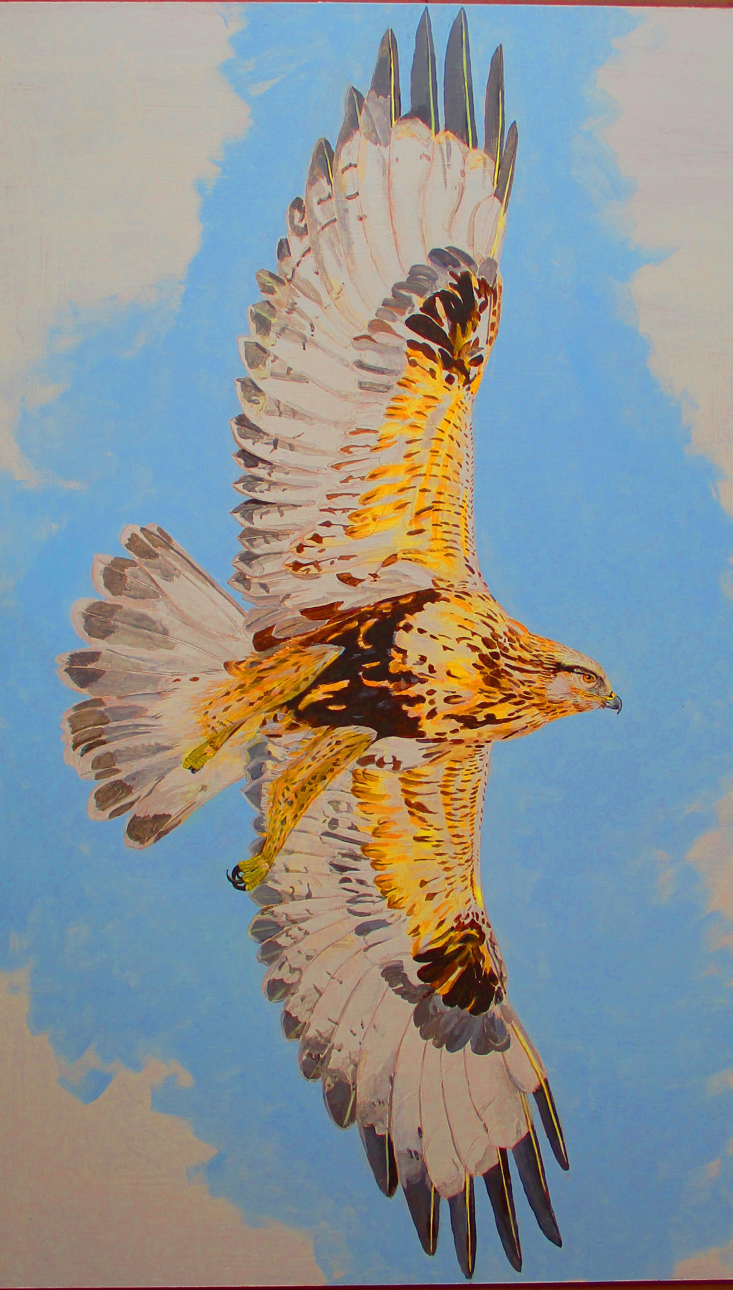 Rough-legged Hawk