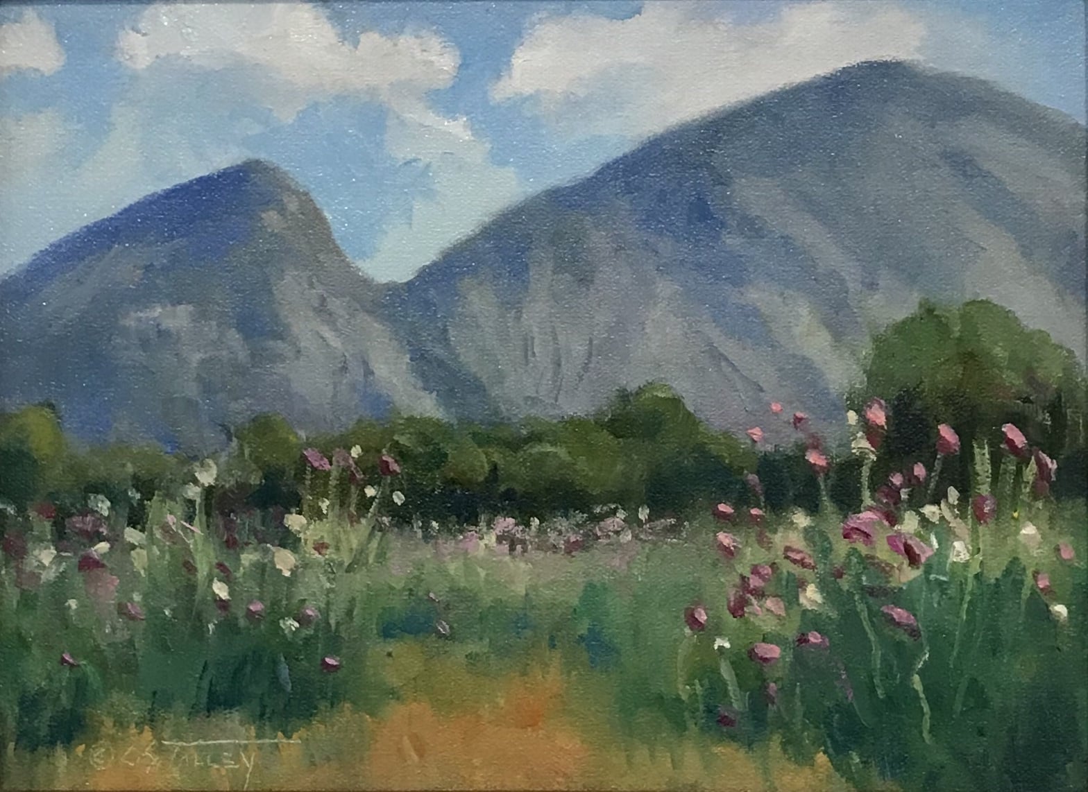 Thistles Are Everywhere