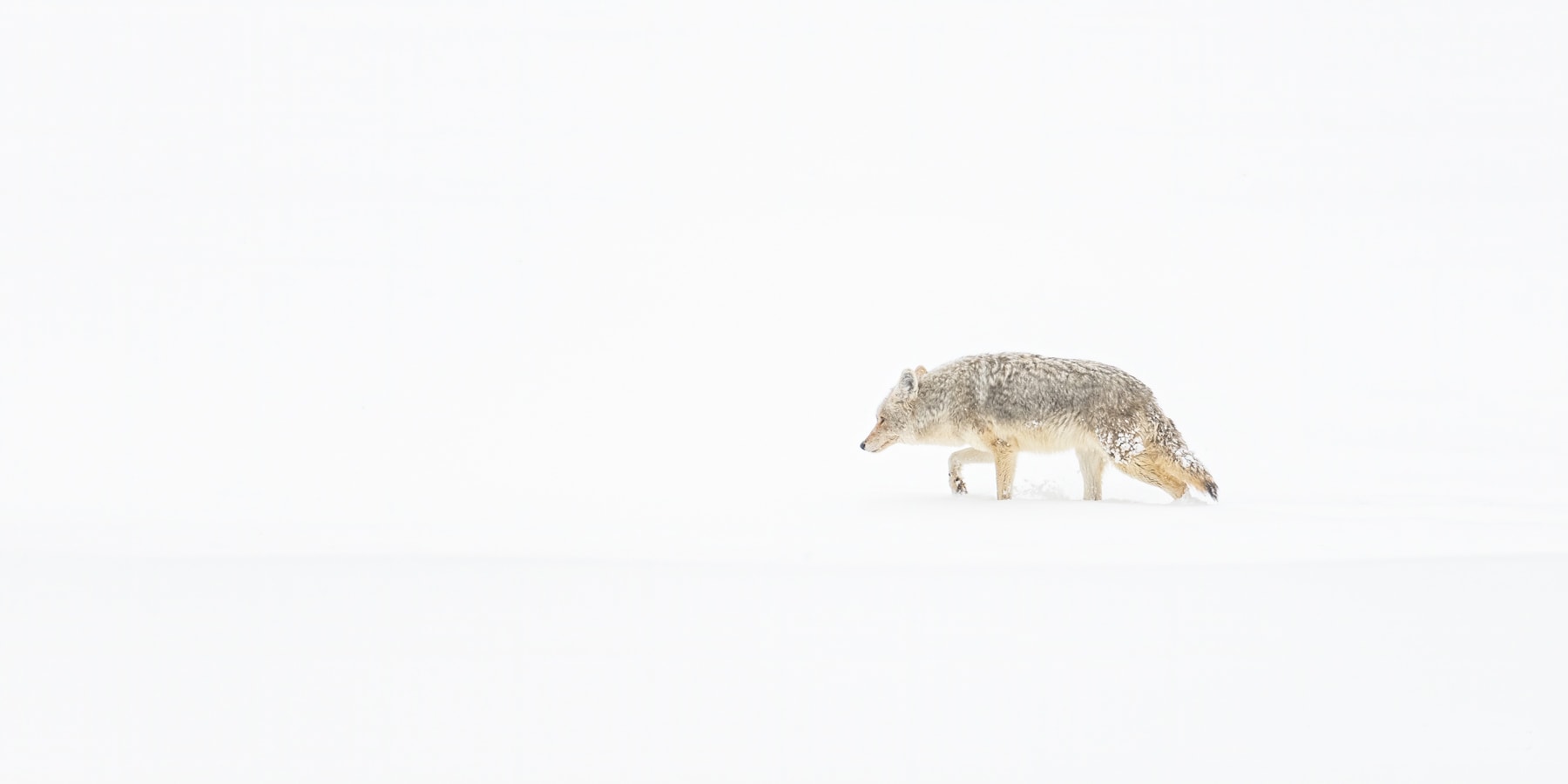 Coyote on the Hunt