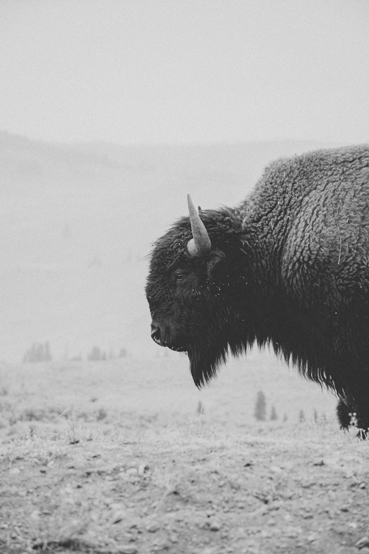 Yellowstone Bison