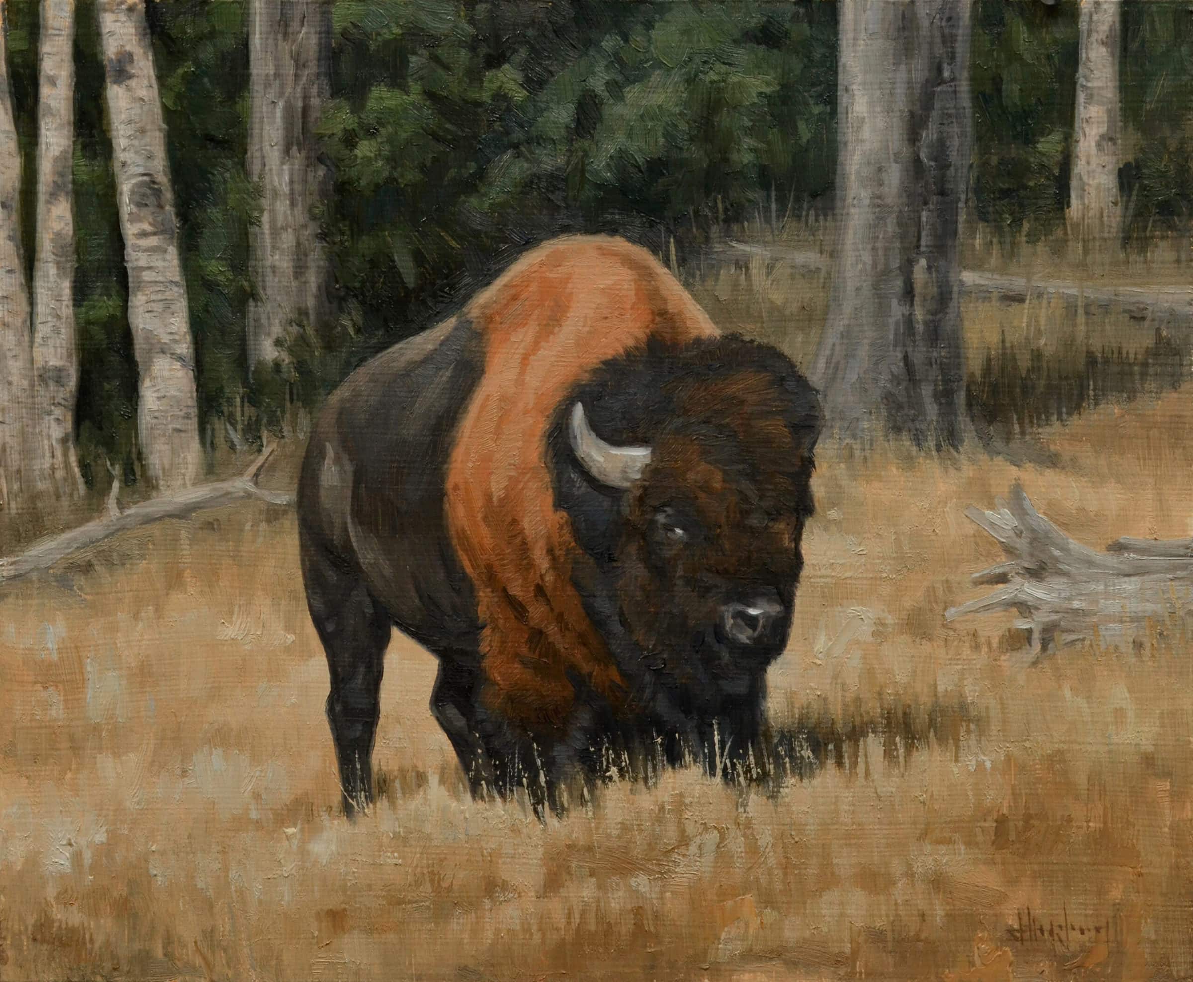 Lone Bison