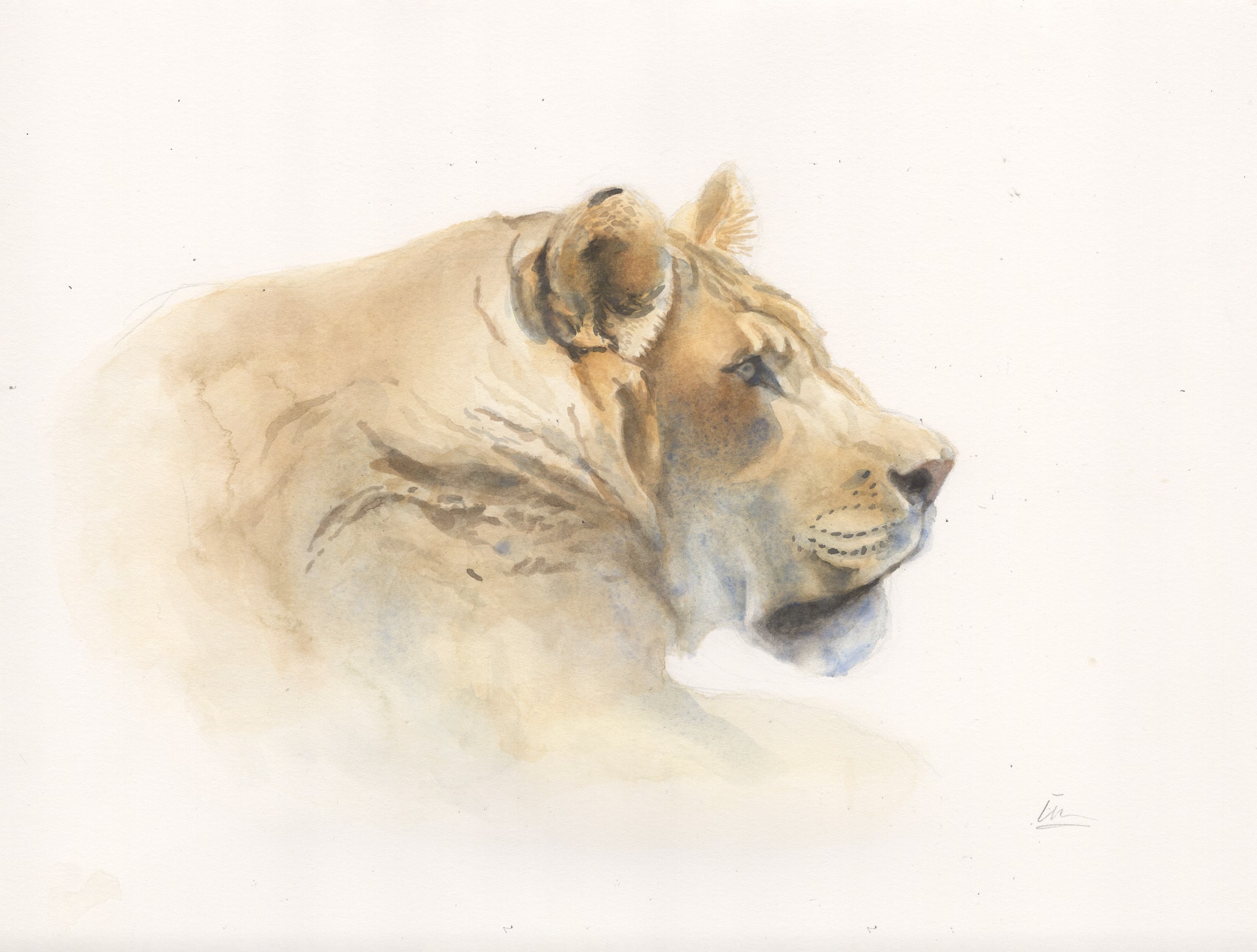 Serengeti Lioness