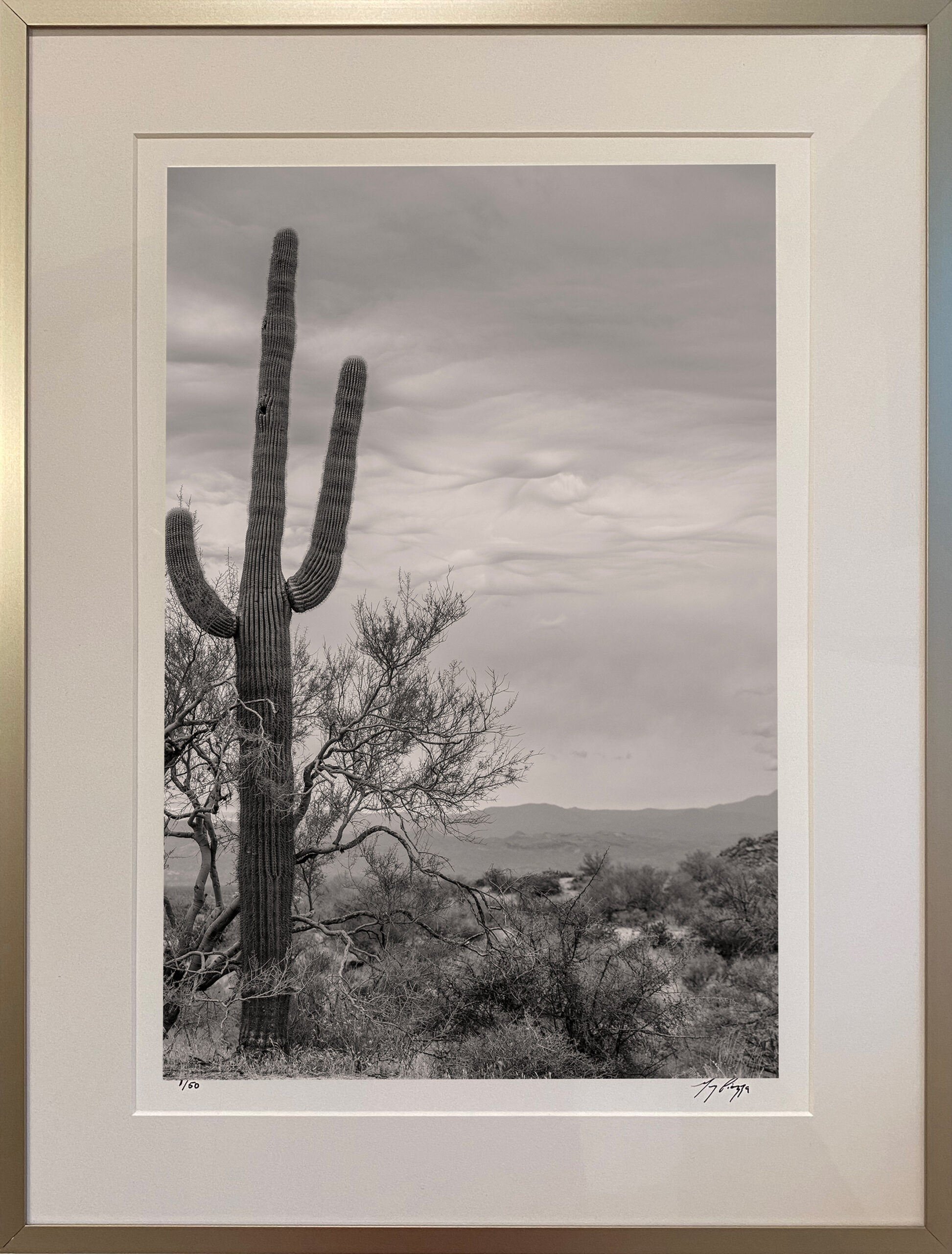 Cactus and Clouds