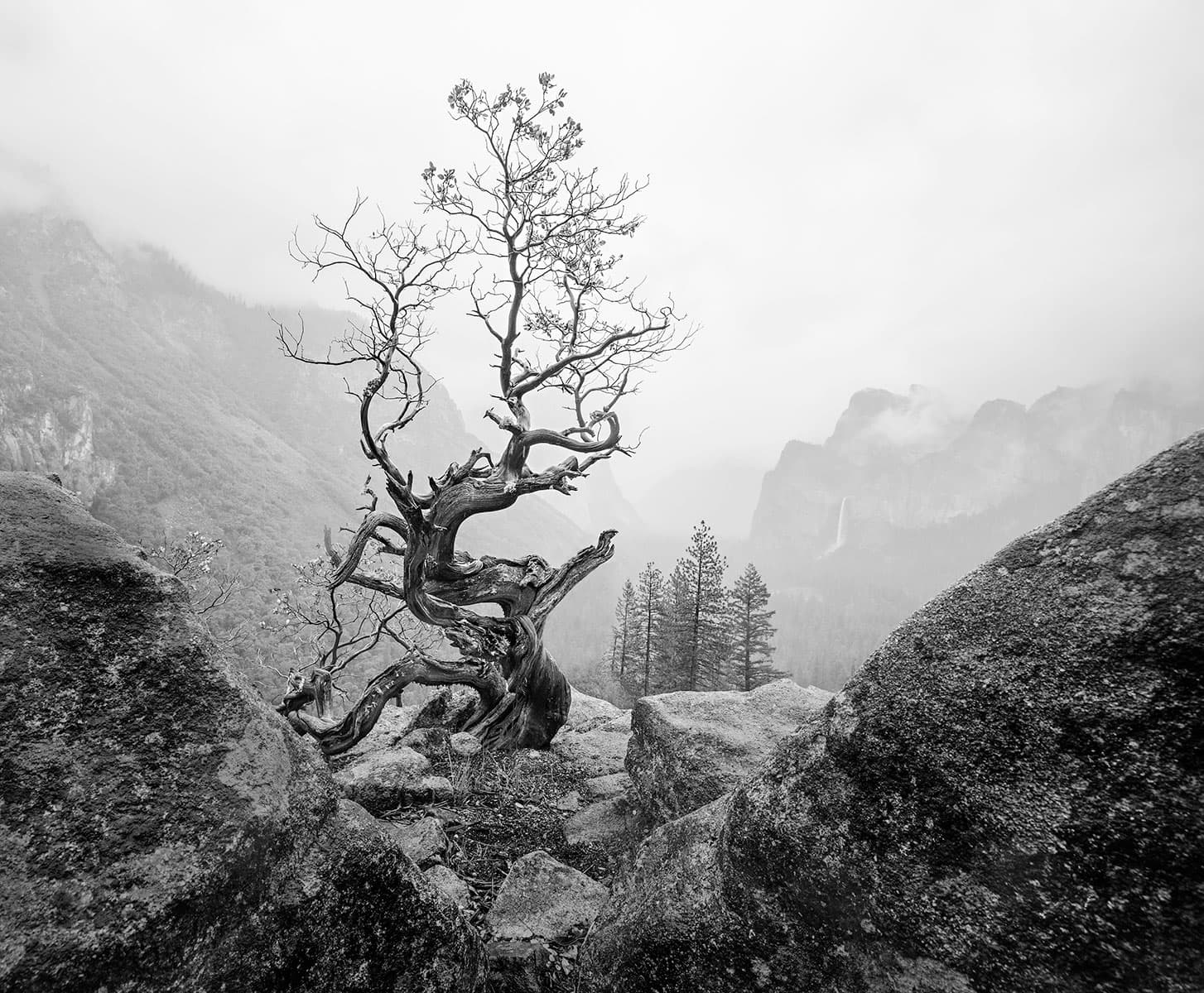 Manzanita Dreams, Yosemite National Park