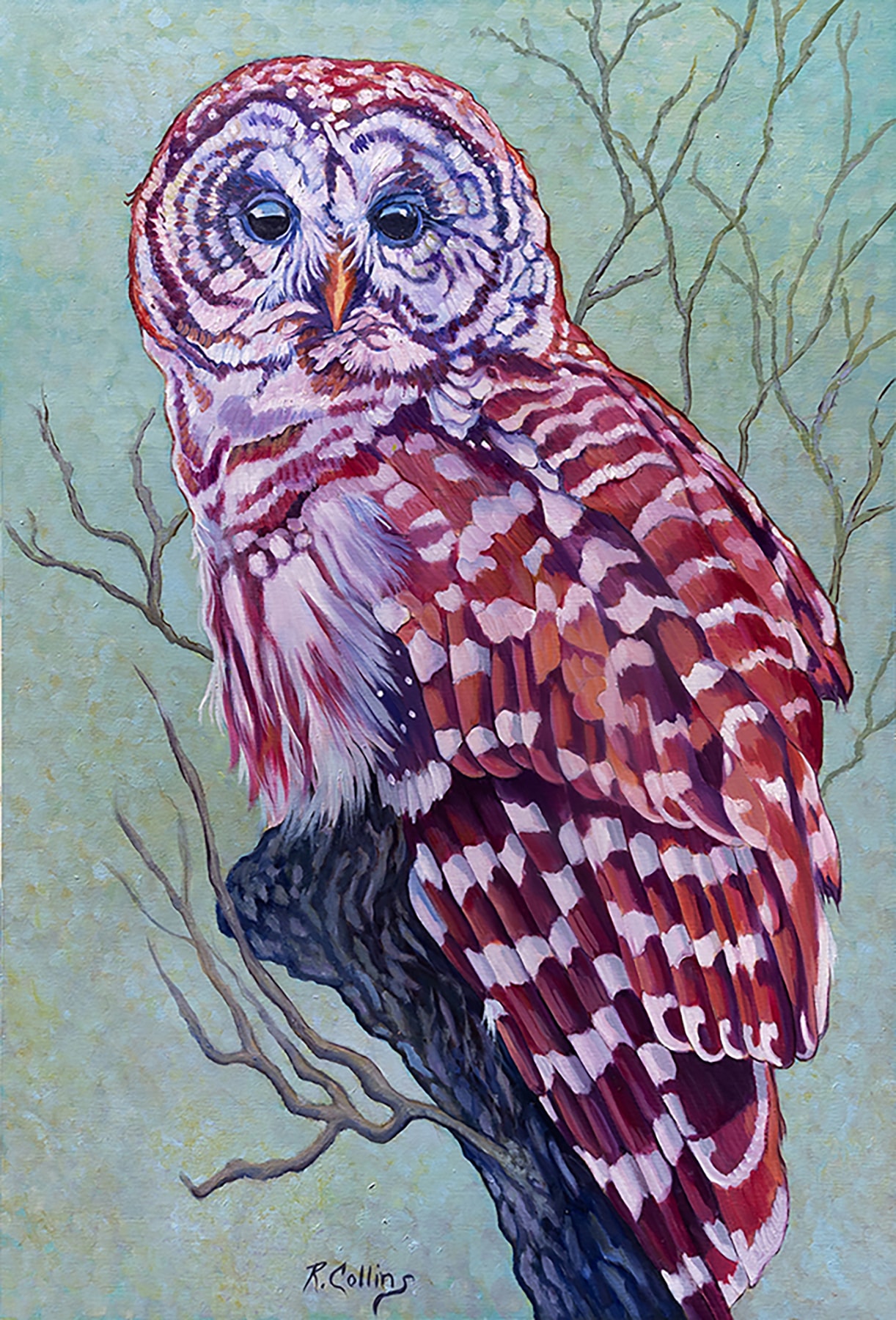 Barred Owl